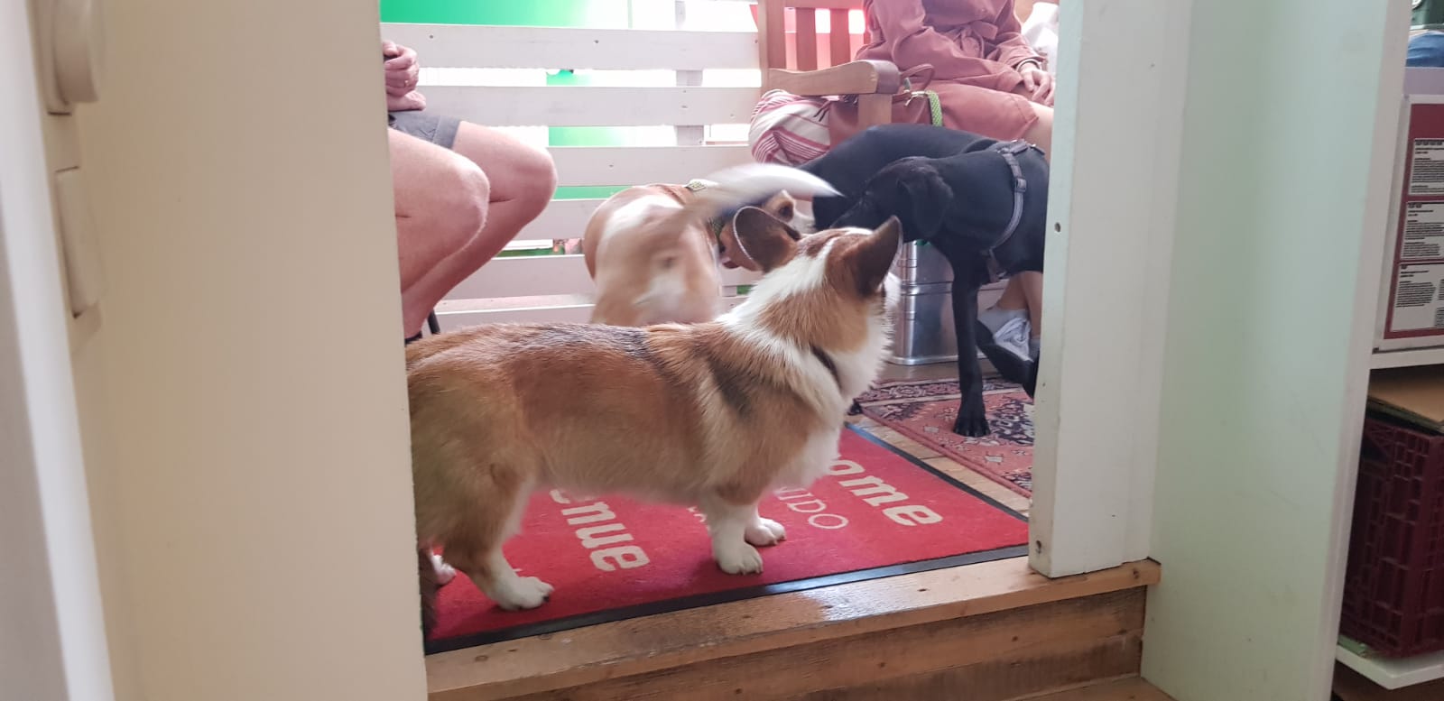 Hundeschule Hundetrainer Welpen