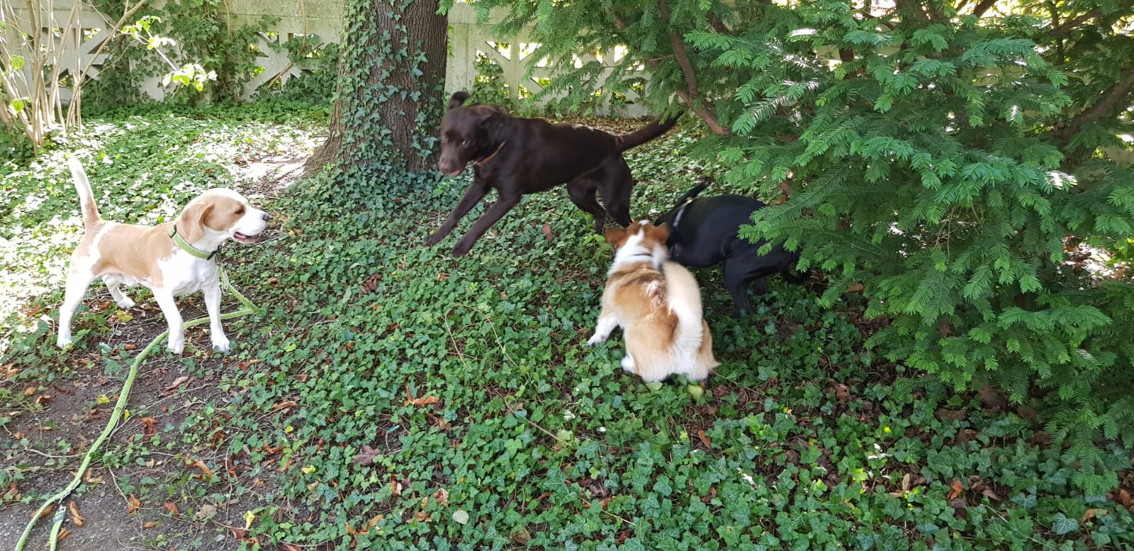 Hundeschule Hundetrainer Welpe