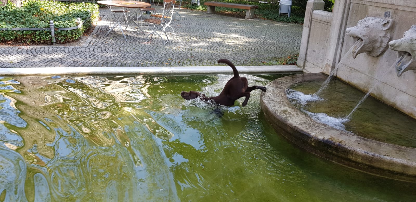 Hundeschule Hundetrainer Welpen